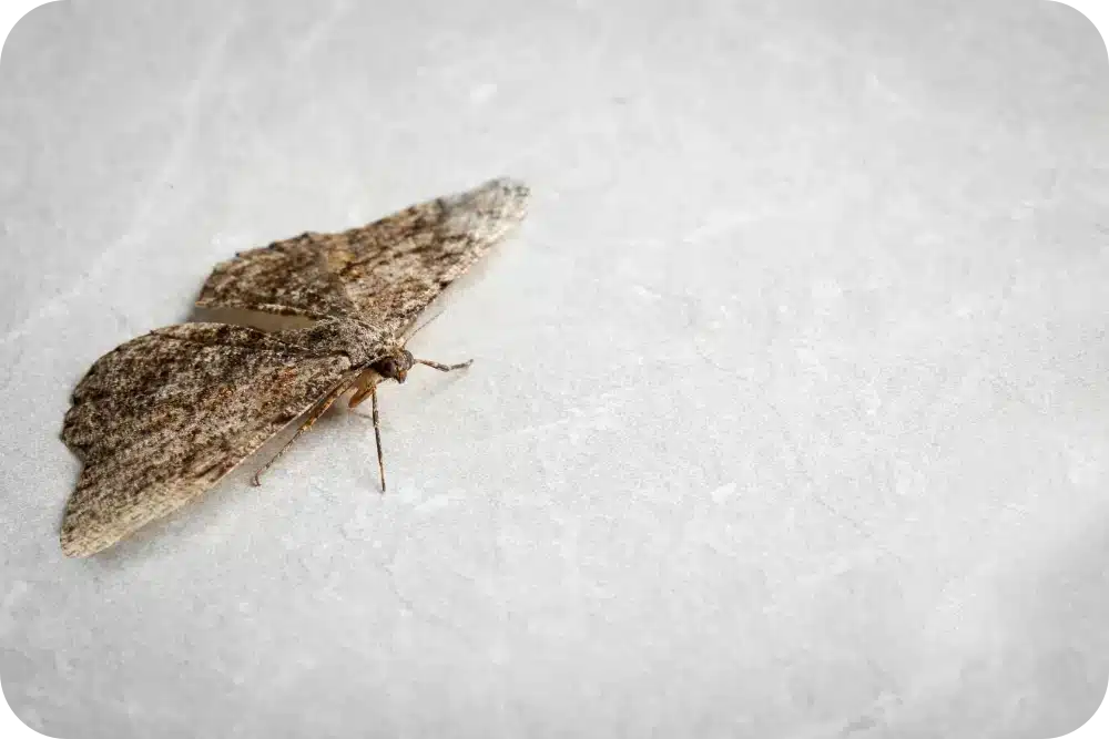 How Professional Treatments Help Remove Moths From Homes and Storage Areas