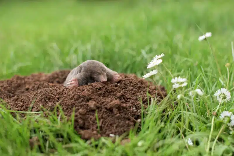 How Professional Pest Control Methods Can Help Remove Moles from Your Property