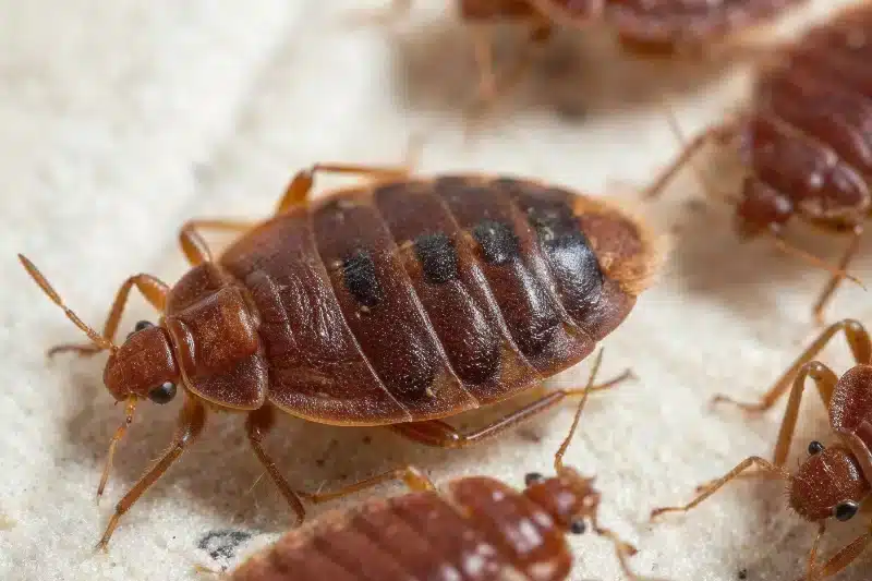 Bed Bug Treatment Preparation