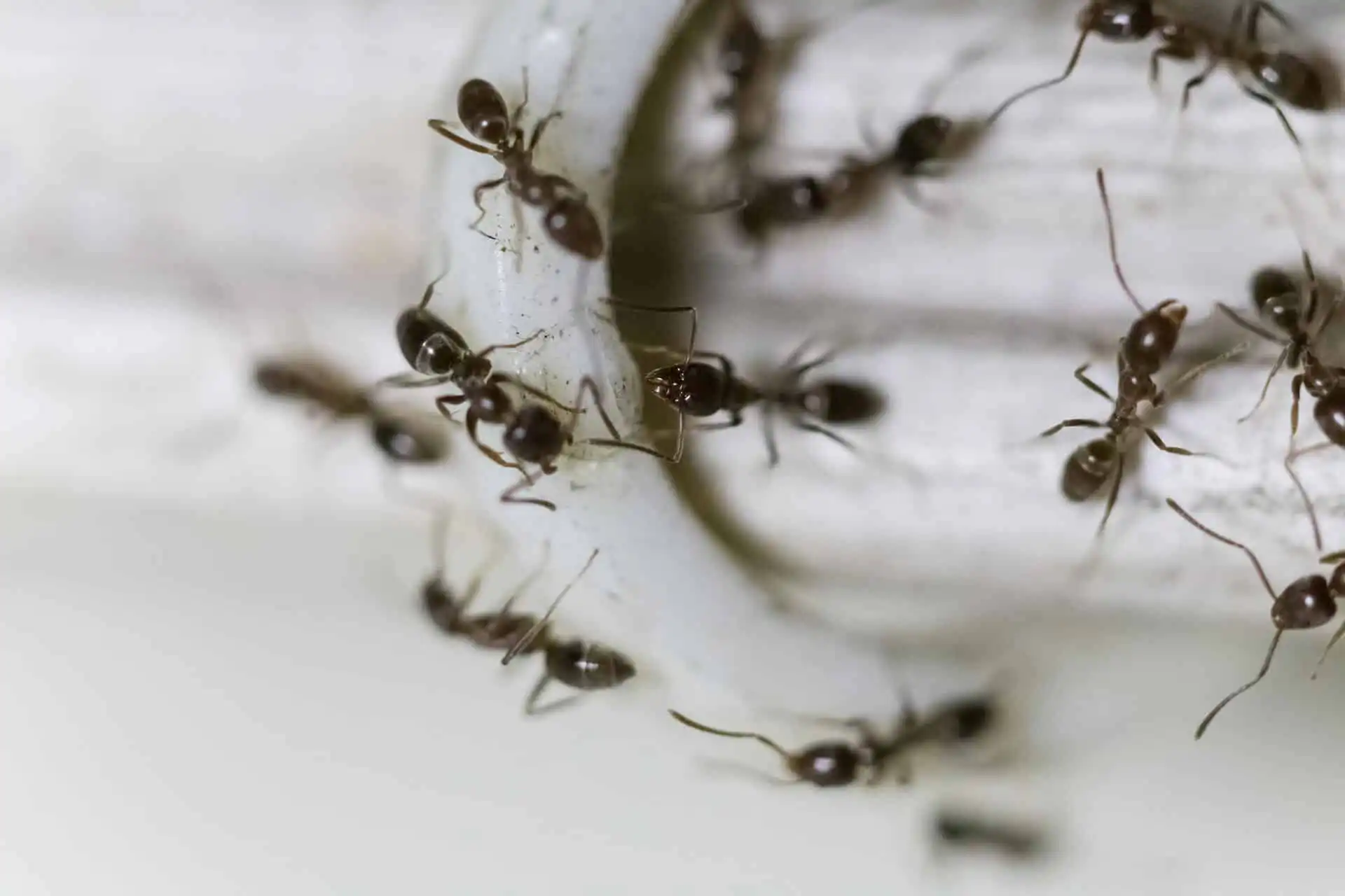 Ant control in Airdrie