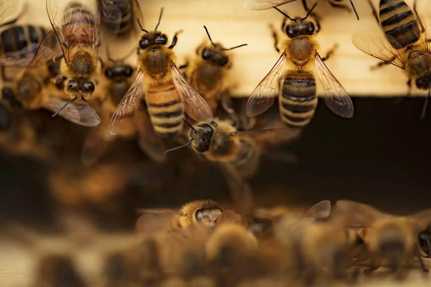 Honey bees on a comb, relocated safely during Calgary stinging insect control