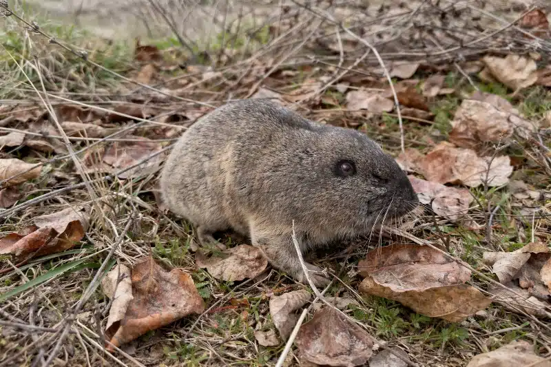 Fresh soil mounds and burrow openings from gophers across a Calgary lawn
