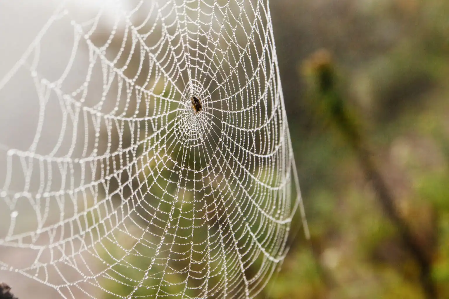 Spider web and egg sacs on the exterior of a Calgary home