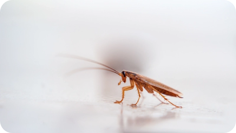 German cockroach in a Calgary kitchen