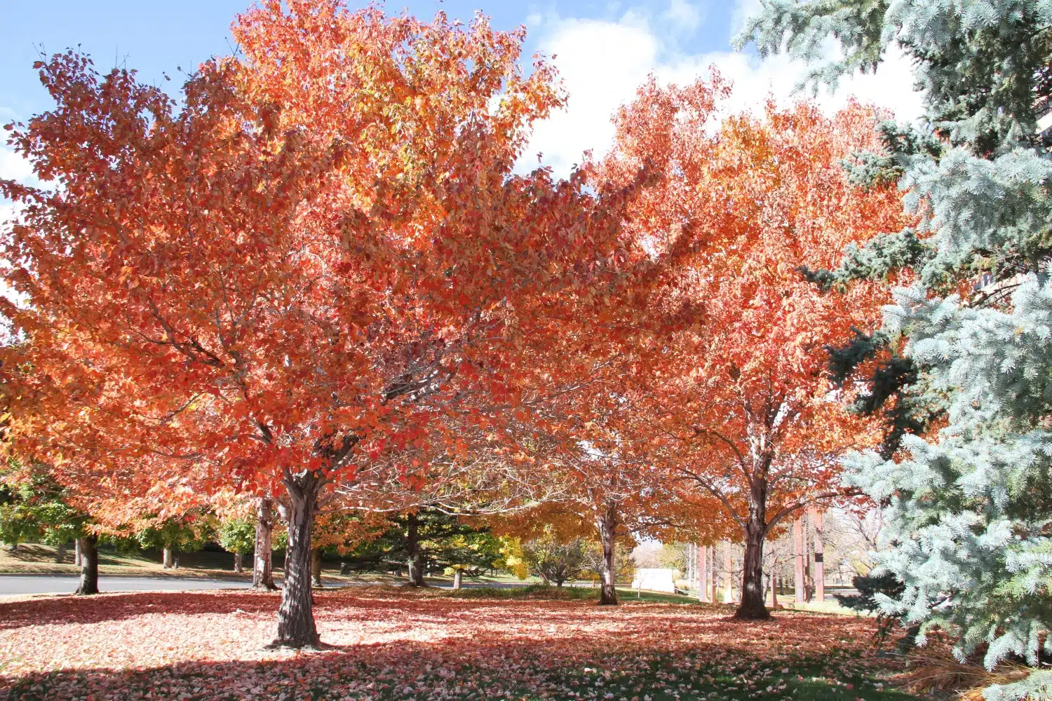 Fall pest control in Calgary