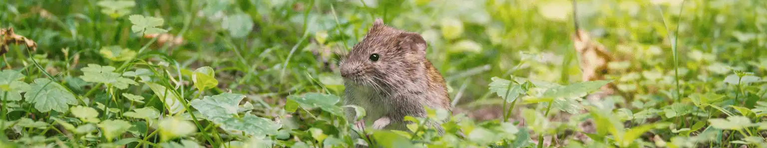 Field mouse in a shelterbelt near Crossfield