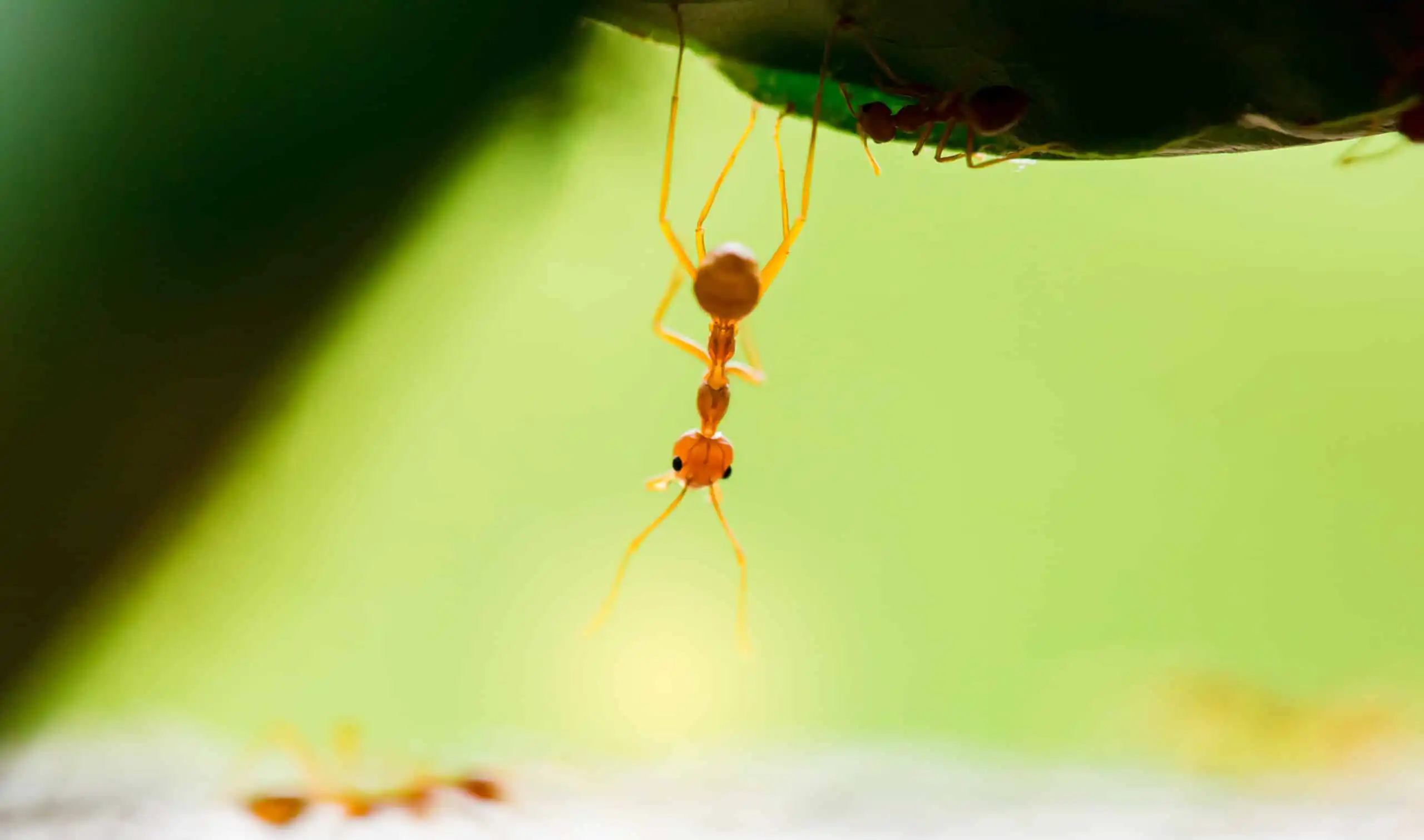 Ant control in Calgary
