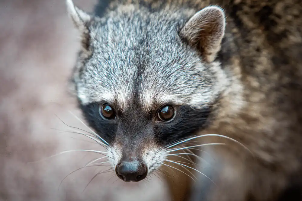 Raccoon being removed from a Calgary property using humane wildlife control methods