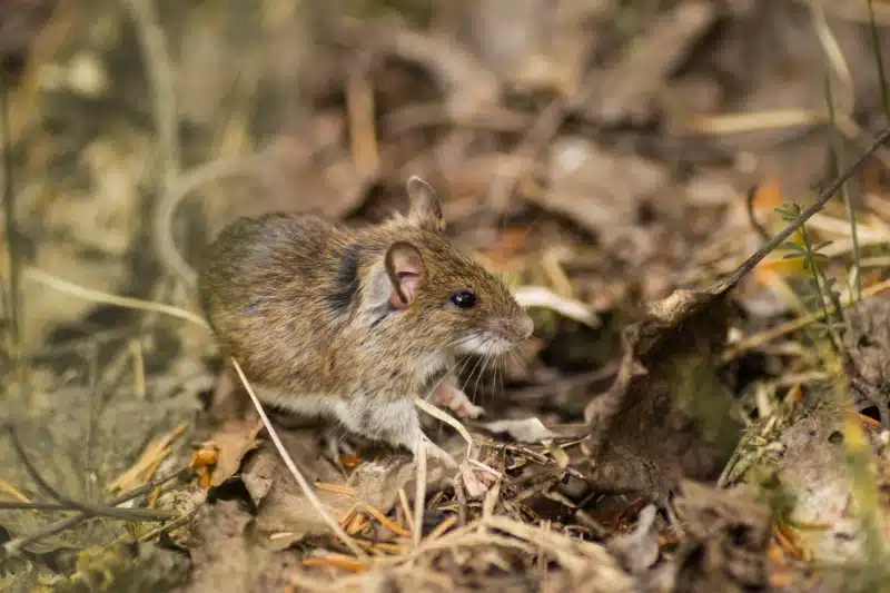 Mouse control in a Calgary home