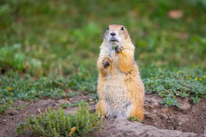 Gopher at a burrow entrance on a Calgary property