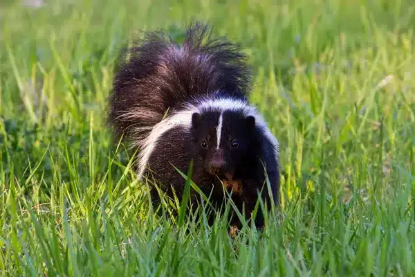 Skunk near a Calgary deck before humane trapping and relocation