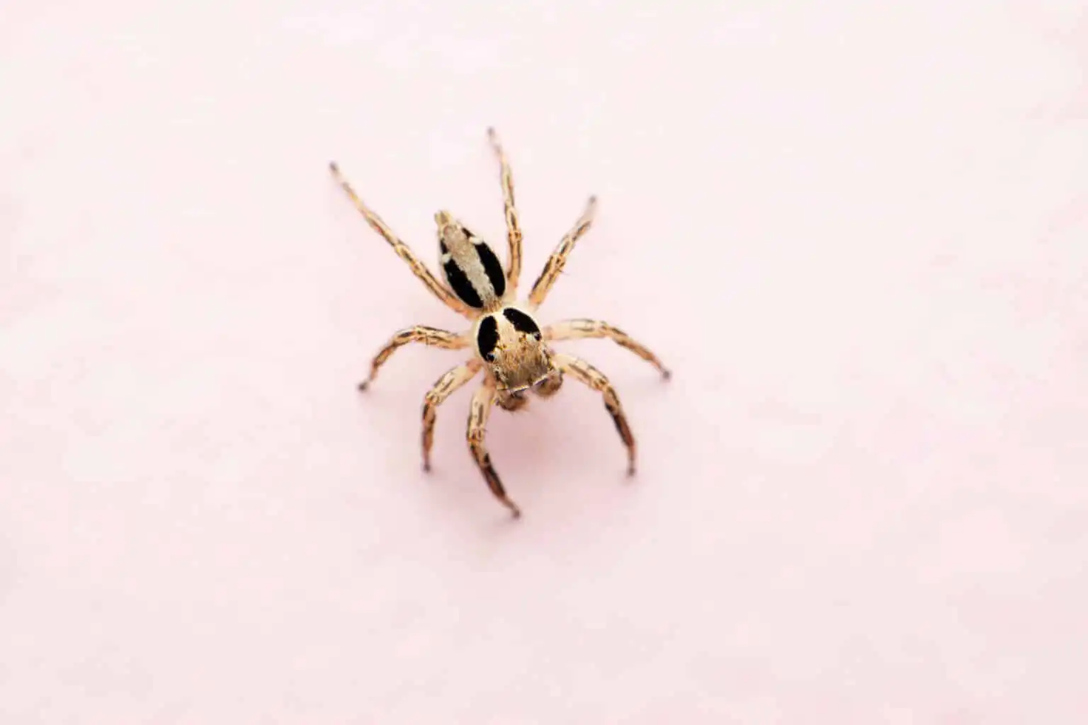 House spider in a Calgary basement