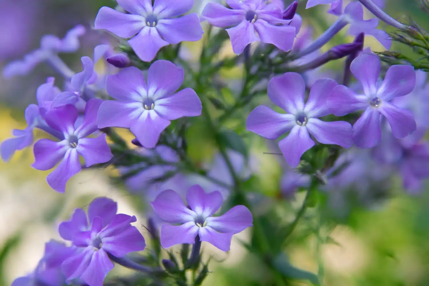 Spring pest control in Calgary