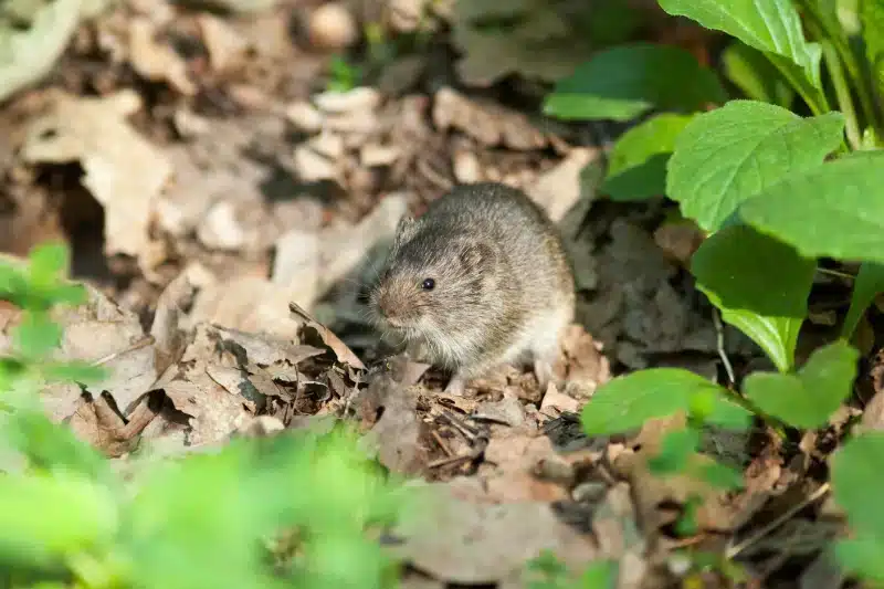 Vole in a Calgary lawn