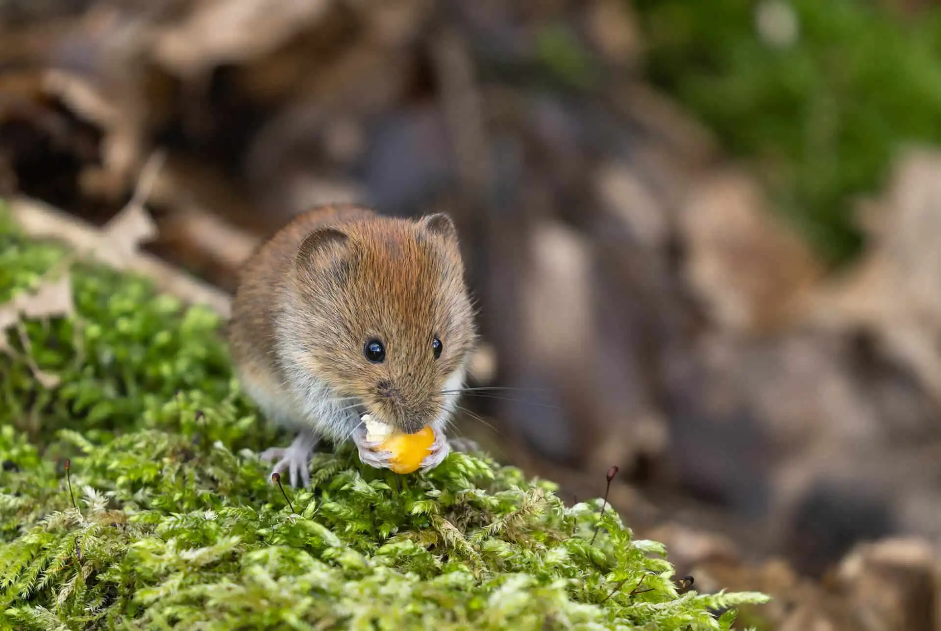 Vole lawn damage repair in Airdrie