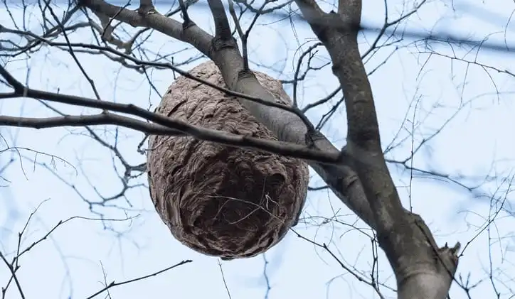 Wasp nest in a Calgary tree