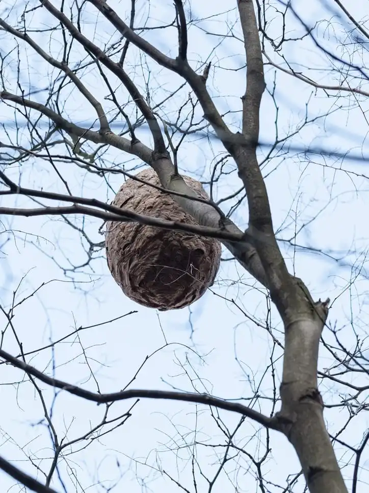 Wasp nest removal in Calgary