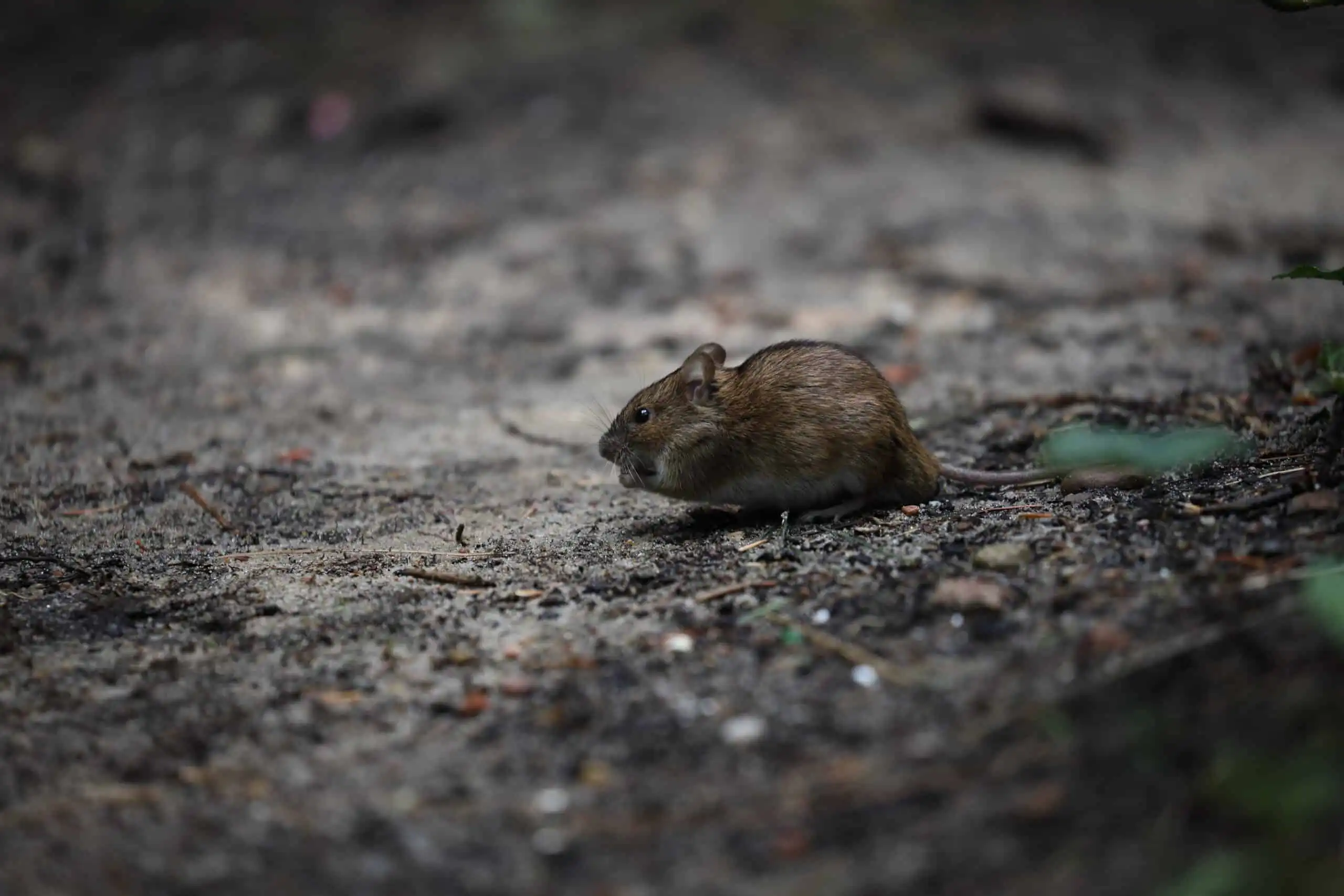 Mouse and rodent control in Calgary