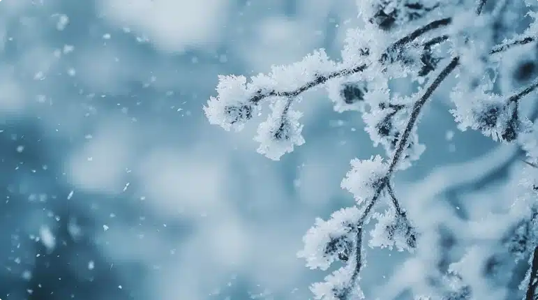 Winter pest control in Calgary